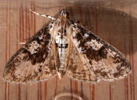 Splendid Palpita
